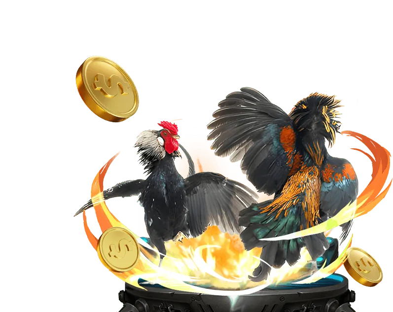 Cược Meron đá gà